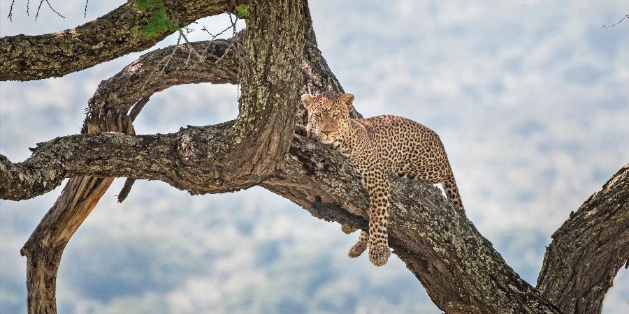 Leopardo (Parco nazionale del Serengeti)