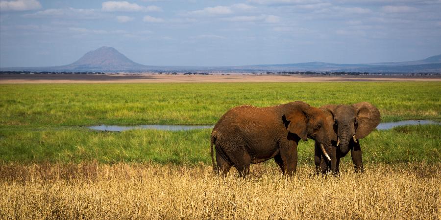 Elefanti nel Parco Nazionale del Tarangire